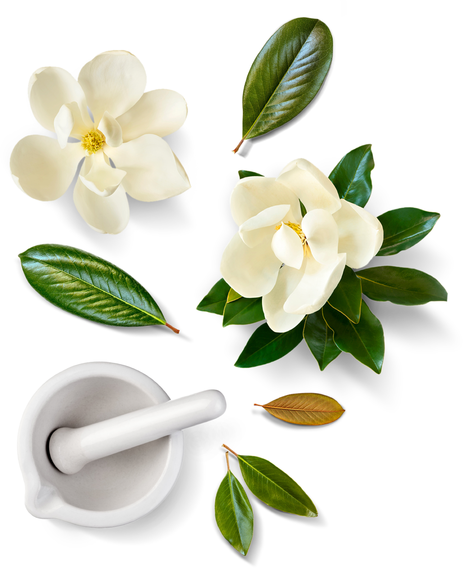 Olio essenziale di magnolia e muschio bianco